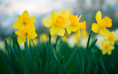 Daffodils in Bloom!