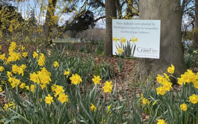 Daffodil Photos – March 2022